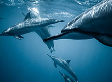 什么情况？字母哥在希腊男篮全队围在一起讲话时狠扇队友后脑